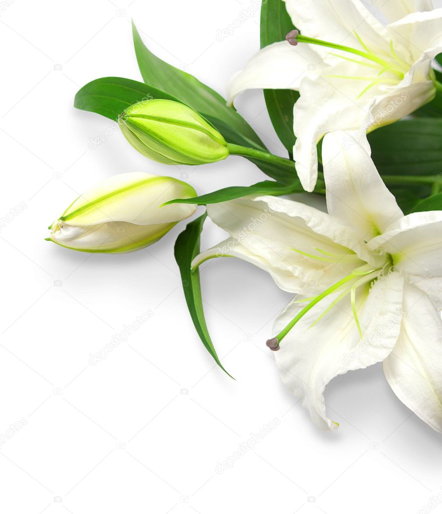 Bouquet of white lilies