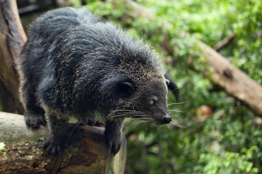 Binturong