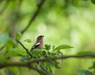 Ağacın yapraklarıyla çevrili dalda küçük bir kuş.