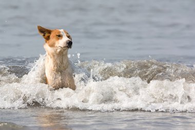 köpek su banyoları
