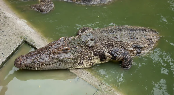 Big crocodile — Stock Photo, Image