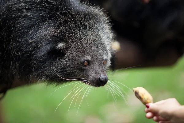 Binturong — Zdjęcie stockowe