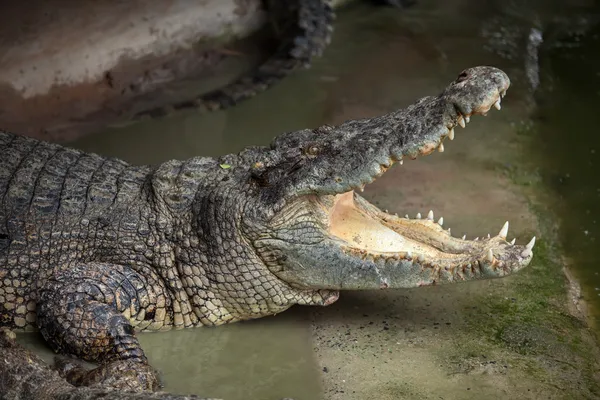 Krokodil med en öppen mun — Stockfoto