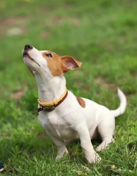 Köpek çim üzerinde oturur — Stok fotoğraf