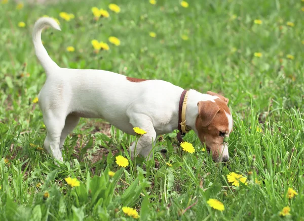 Chiot promenades sur une prairie — Photo