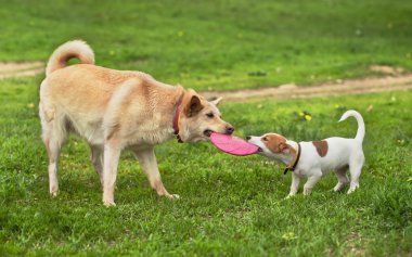 pembe frizbi köpek ayı