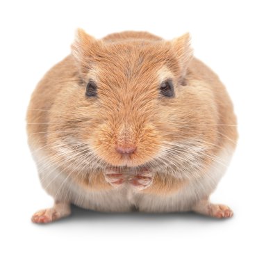 ratón se sienta y come