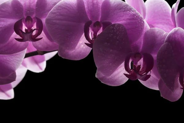 Bouquet of magenta orchids — Stock Photo, Image