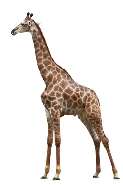 Zürafa