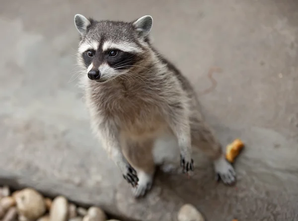 Raccoon standing — Stock Photo, Image