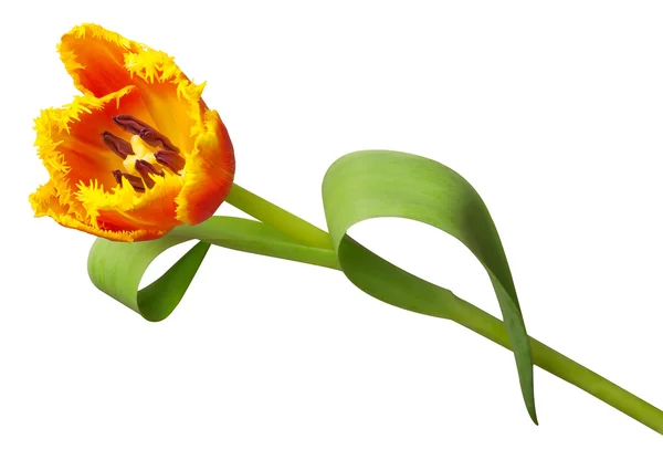 Red tulip — Stock Photo, Image