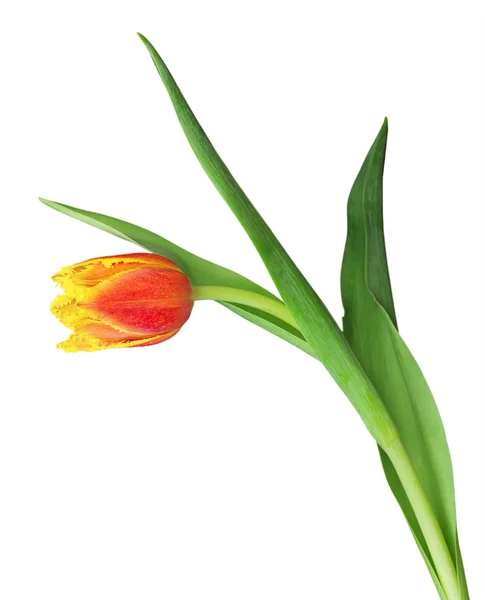 Red tulip — Stock Photo, Image