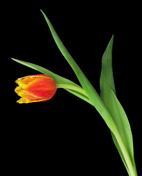 Rote Tulpe — Stockfoto