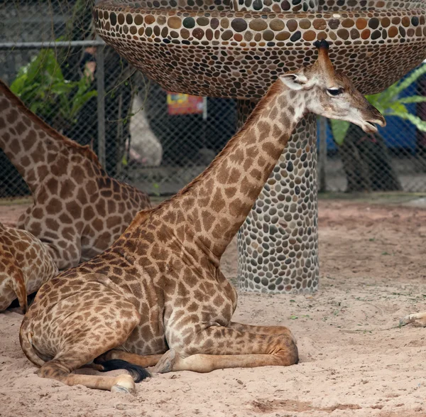 Algumas girafas sentam-se na areia — Fotografia de Stock