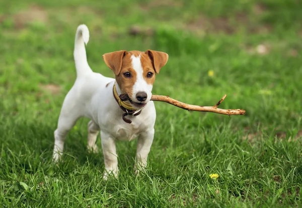 O cachorro — Fotografia de Stock