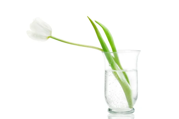 Тюльпан в стеклянной вазе — стоковое фото