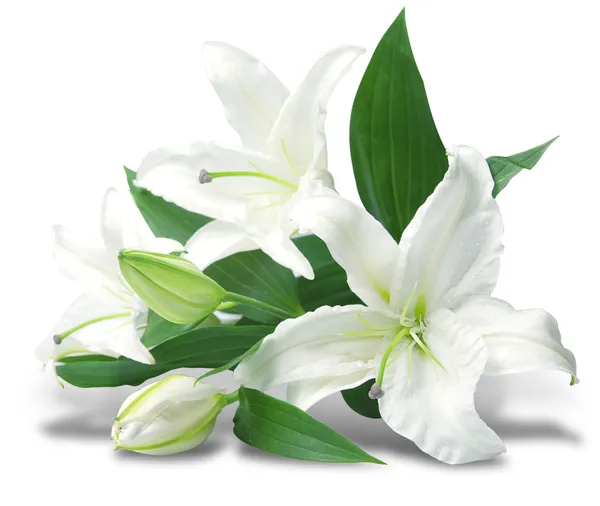 Bouquet of white lilies Stock Image