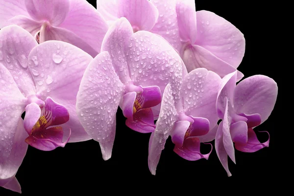 Bouquet of magenta orchids — Stock Photo, Image