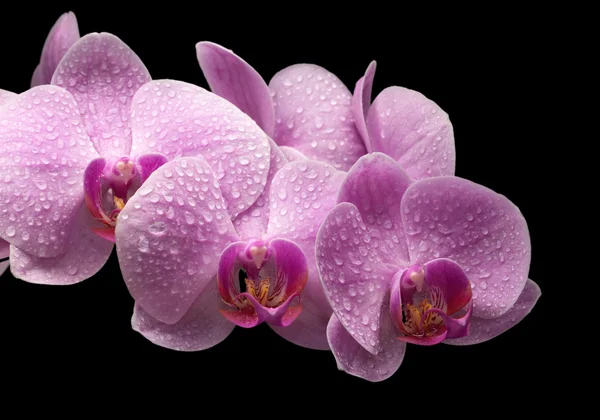 Bouquet of magenta orchids — Stock Photo, Image