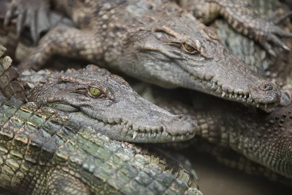 Many crocodiles — Stock Photo, Image