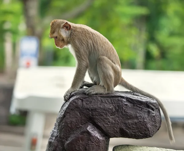 猴子坐在一块石头上 — 图库照片