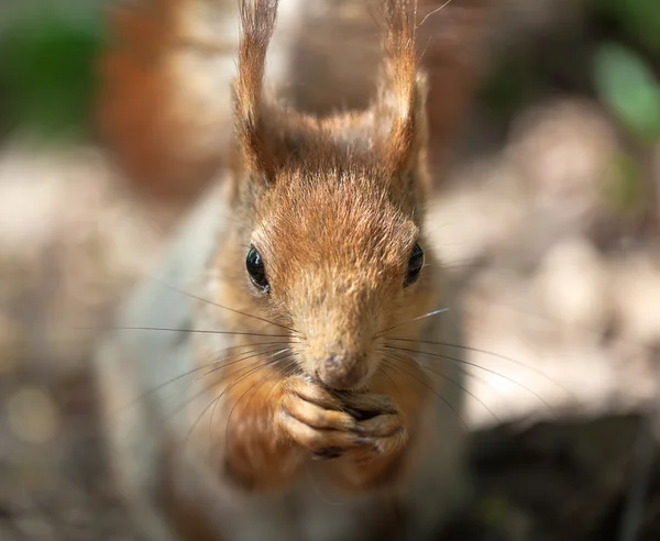 Retrato de una ardilla —  Fotos de Stock