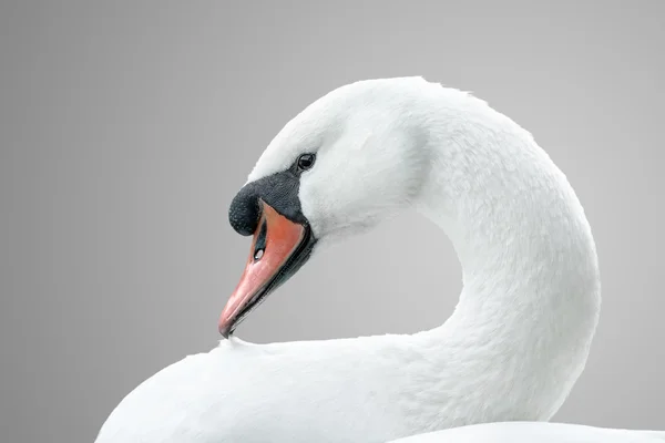 白色天鹅的肖像 — 图库照片