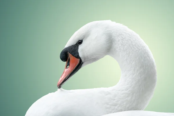 Портрет белого лебедя — стоковое фото
