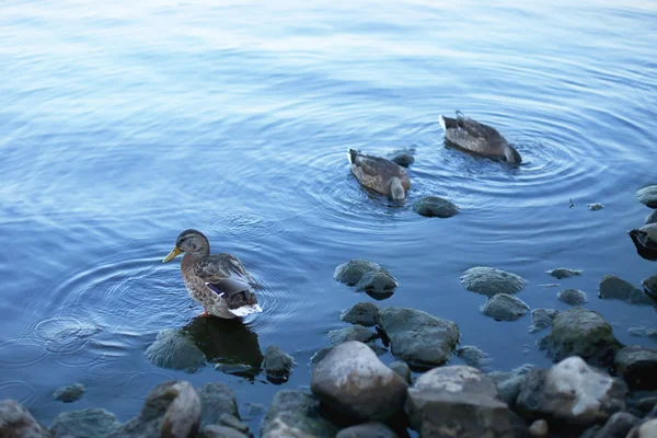Piękne kaczki w zimnej wodzie — Zdjęcie stockowe