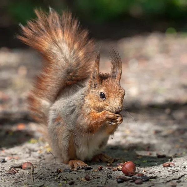 Red squirrel — Stock Photo, Image