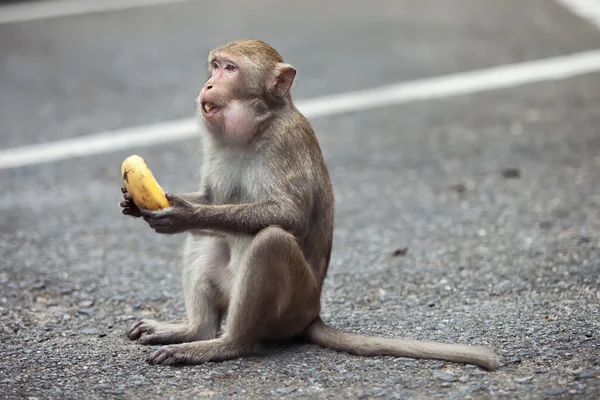 Opice sedí a jí banán Royalty Free Stock Fotografie