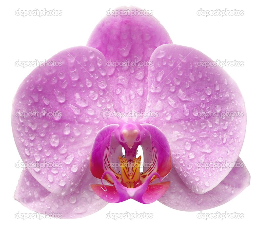 one orchid flower