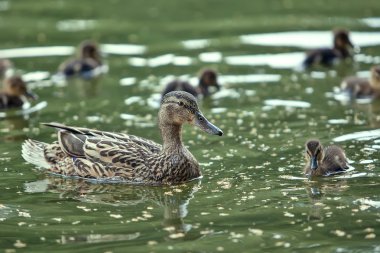 Anne ördek ve ördek yavrusu