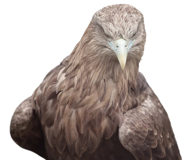 Adler — Stockfoto