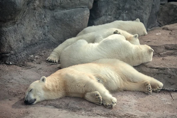 Vier Eisbären — Stockfoto