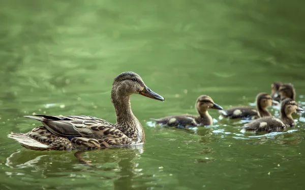 Pato madre y patitos — Foto de Stock