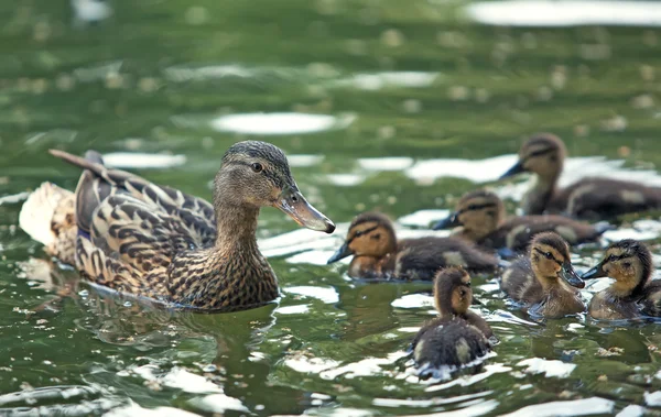 Patos-mãe e patinhos — Fotografia de Stock