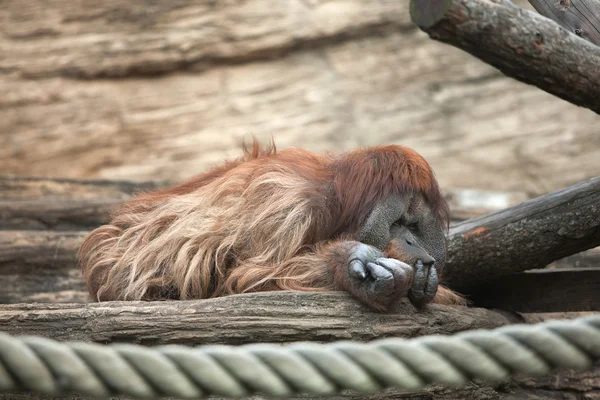 Orangutan — Stock fotografie