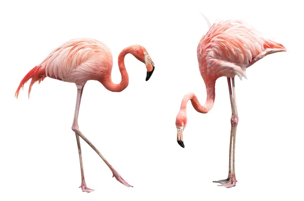 Iki flamingo — Stok fotoğraf