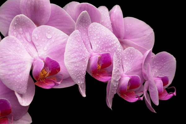 Bouquet of magenta orchids — Stock Photo, Image