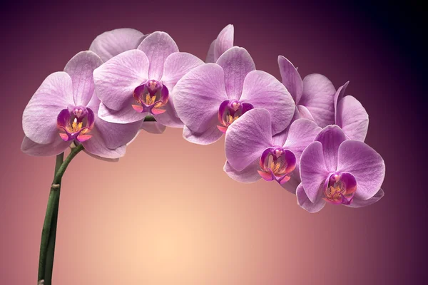 Bouquet of magenta orchids — Stock Photo, Image