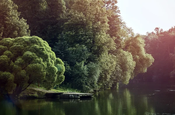 森林在一个池塘 — 图库照片