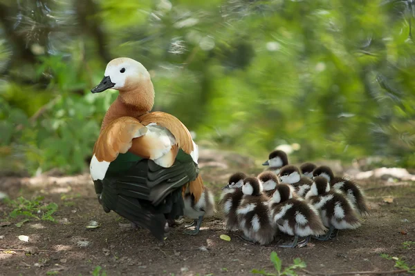 Entenmutter und Entchen — Stockfoto