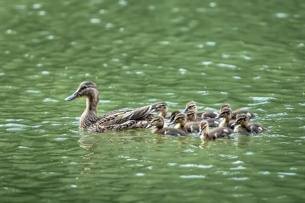 Mother-duck and ducklings — Stock Photo, Image