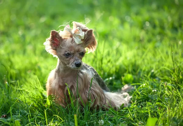 Cucciolo nel parco — Foto Stock