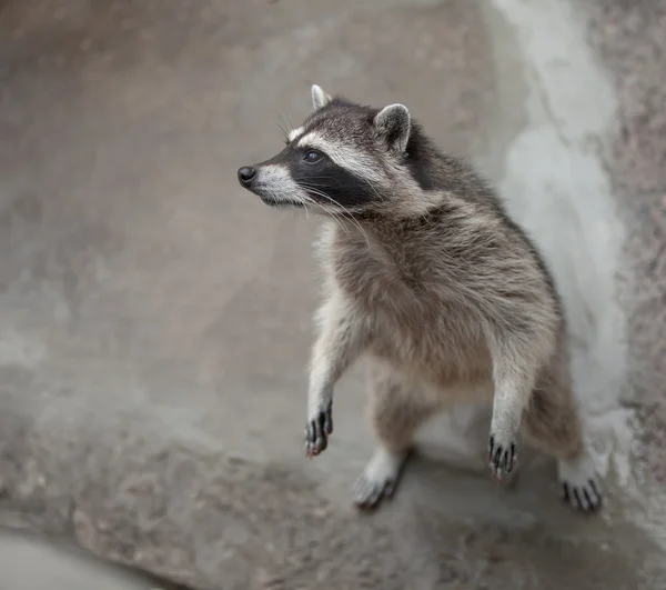 Raccoon — Stock Photo, Image