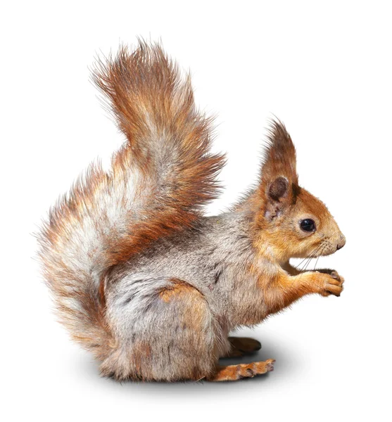 Red squirrel — Stock Photo, Image