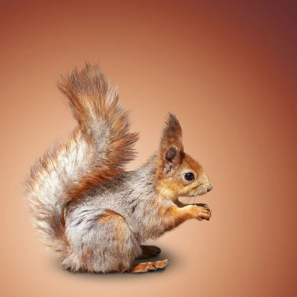 Red squirrel — Stock Photo, Image