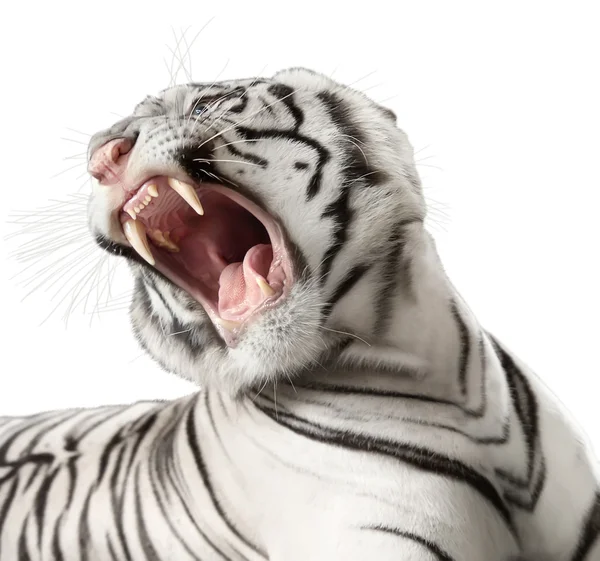 Der weiße Tiger knurrt — Stockfoto