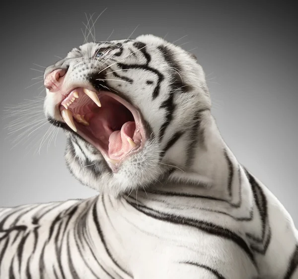 Der weiße Tiger knurrt — Stockfoto